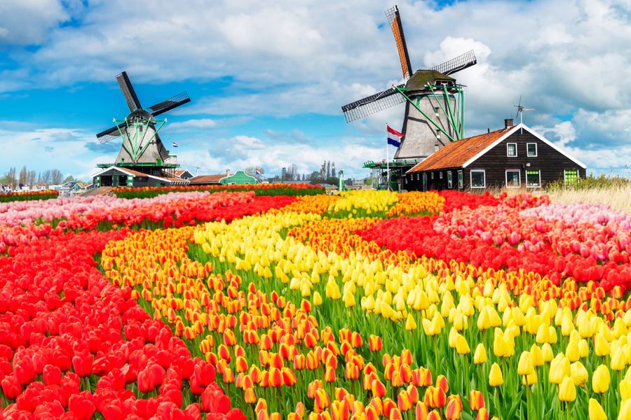 Pays-Bas — Moulins et champs de tulipes