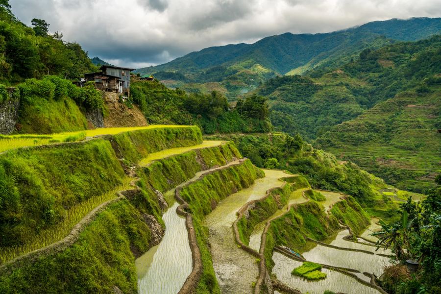 Philippines — Rizières en terrasses